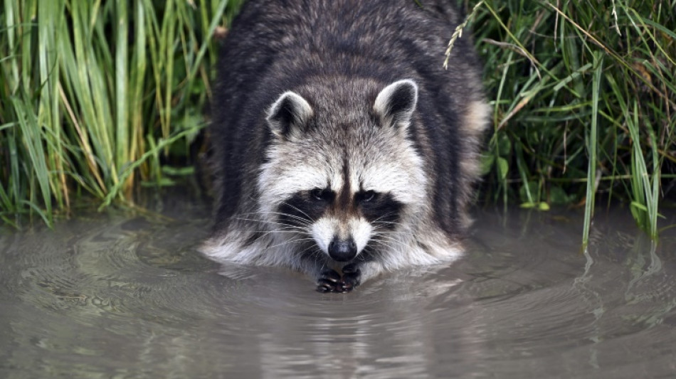 Ungebetene Dauerg&auml;ste: Fast 2000 invasive Arten in Deutschland heimisch