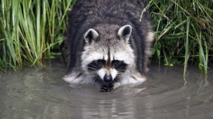 Ungebetene Dauerg&auml;ste: Fast 2000 invasive Arten in Deutschland heimisch