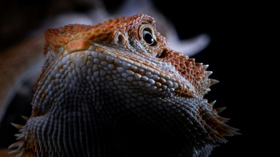 Reptilien in Baden-W&uuml;rttemberg ausgesetzt: Sieben Bartagamen gerettet