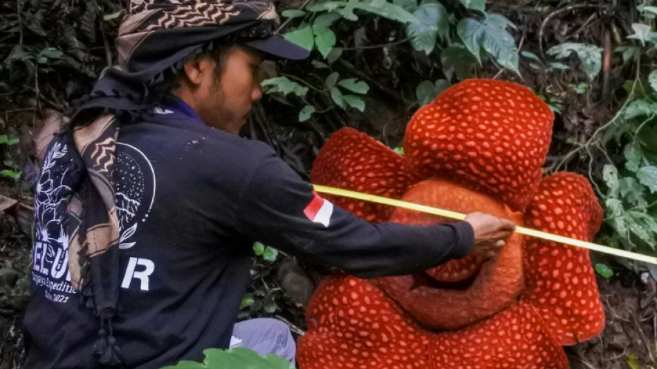 La mayor&iacute;a de las especies de la "flor m&aacute;s grande del mundo" est&aacute; en peligro de extinci&oacute;n (estudio)