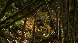 Descubiertas 100 especies nuevas en Birmania en la &uacute;ltima d&eacute;cada