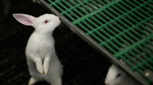 &Eacute;levage: sortir les lapins des cages, "c'est l'avenir"