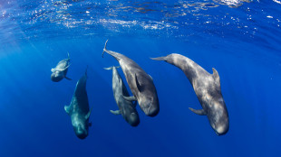 Pronta la mappa degli spostamenti dei grandi animali marini