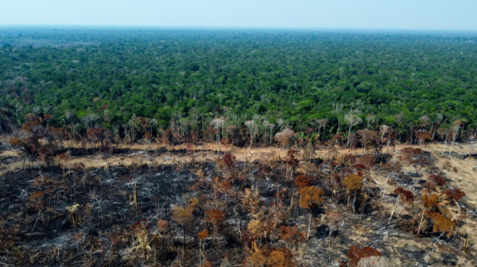 Latin America bank eyes finance 'umbrella' role for Amazon rainforest