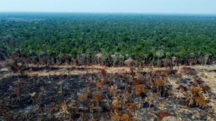 Latin America bank eyes finance 'umbrella' role for Amazon rainforest