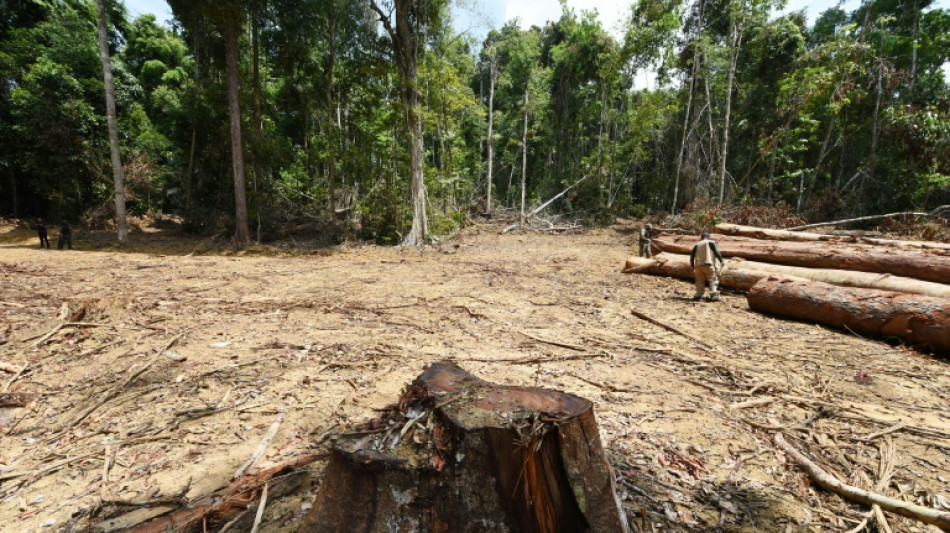 Davos appelle &agrave; ce que la d&eacute;forestation de l'Amazonie ne soit plus synonyme de rentabilit&eacute;