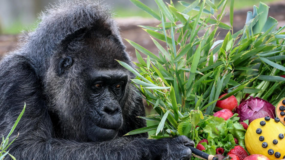 La gorilla Fatou dello zoo di Berlino compie 68 anni