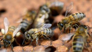 N&eacute;onicotino&iuml;des: des motifs d'inqui&eacute;tudes pour la sant&eacute; humaine mais manque d'&eacute;tudes d'ampleur