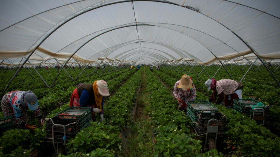 Spanischer Nationalpark soll besser vor Folgen durch Erdbeeranbau gesch&uuml;tzt werden