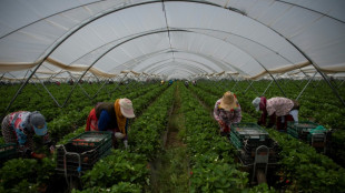 Spanischer Nationalpark soll besser vor Folgen durch Erdbeeranbau gesch&uuml;tzt werden