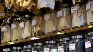 Hong Kong ajoute deux familles de requins &agrave; sa liste des esp&egrave;ces menac&eacute;es