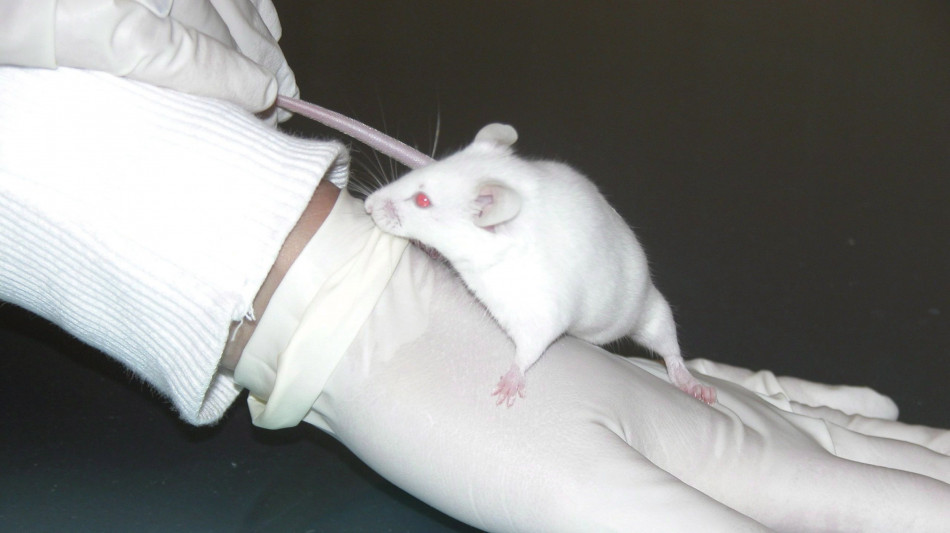 Terapia cellulare di nuova generazione contro i tumori solidi nei topi