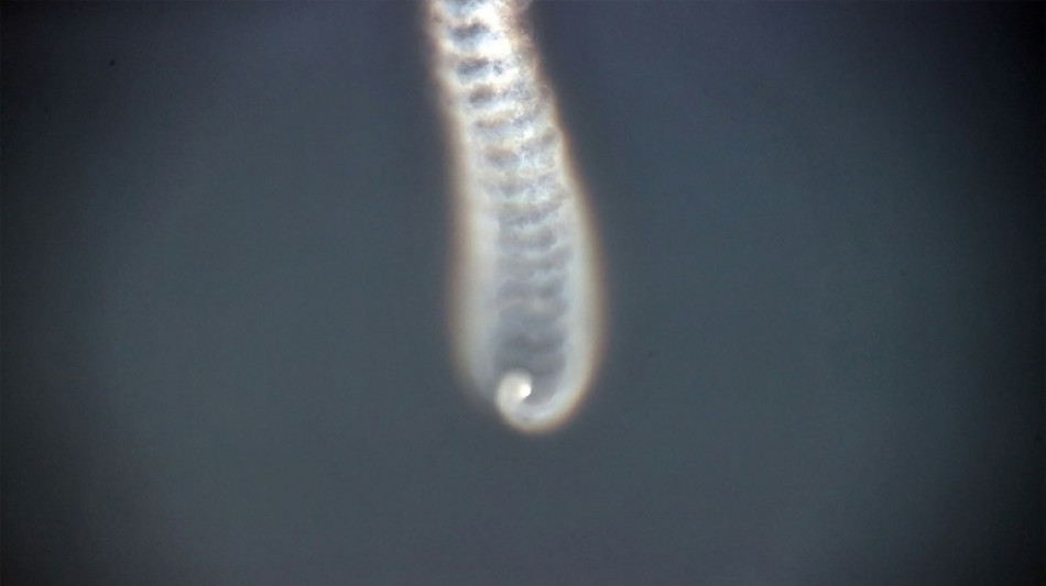 Pyongyang affirme avoir r&eacute;ussi un tir de missile &agrave; t&ecirc;tes multiples