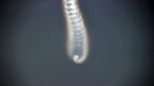 Pyongyang affirme avoir r&eacute;ussi un tir de missile &agrave; t&ecirc;tes multiples