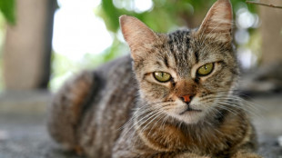 Rettungskr&auml;fte rei&szlig;en in Essen Teile von Garagenwand zur Bergung von Katze ein