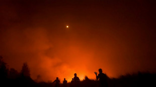 Walking through flames: orangutans rescued in Indonesia fires