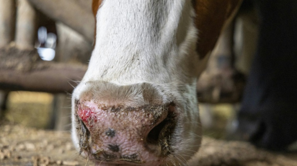 Agrar-Versicherer erwartet Millionensch&auml;den durch Blauzungenkrankheit