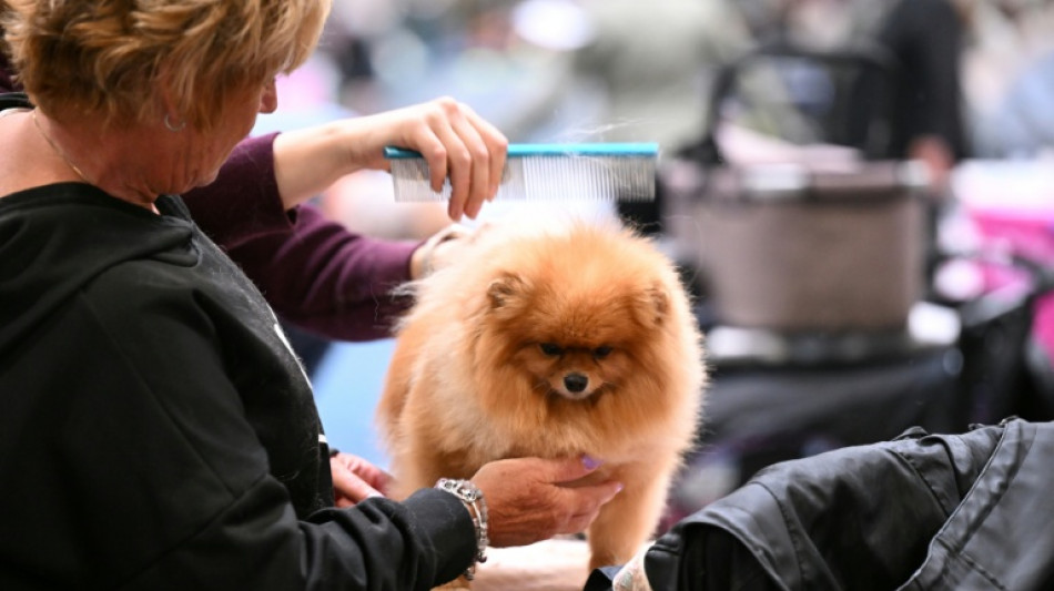 23-J&auml;hrige z&uuml;chtete illegal Zwergspitze in Baden-W&uuml;rttemberg: 140.000 Euro Strafe