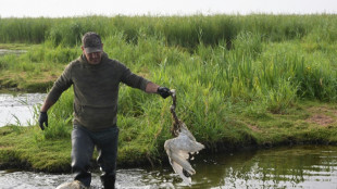 Dans les marais de Loire-Atlantique, des milliers d'oiseaux victimes du botulisme