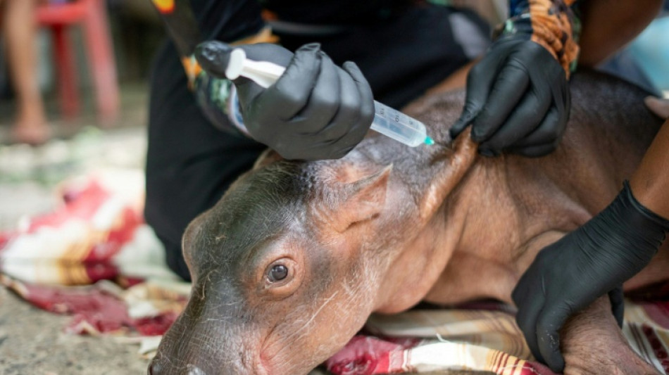Colombie : un b&eacute;b&eacute; hippopotame descendant de la colonie d'Escobar secouru
