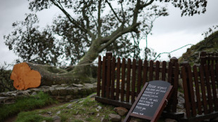 Abbattimento vandalico 'albero di Robin Hood', processo in Gb