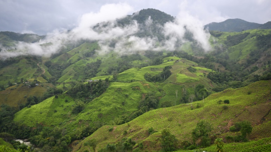 O c&acirc;nion da guerrilha e da coca na Col&ocirc;mbia