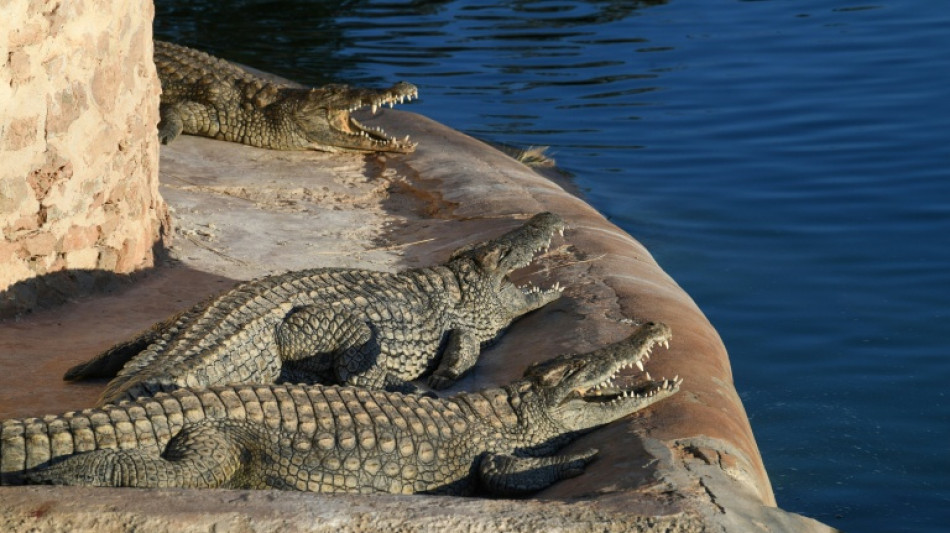 Un cocodrilo se da un ba&ntilde;o en la piscina de un lujoso hotel en Australia