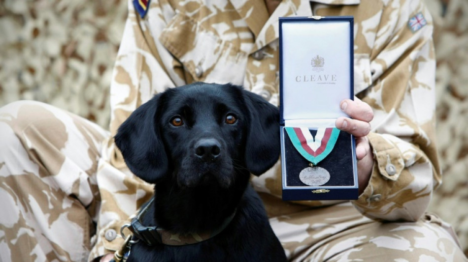 Un perro rastreador del ej&eacute;rcito brit&aacute;nico, premiado por &eacute;xitos en Afganist&aacute;n