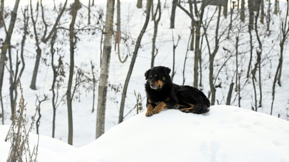 Urteil: Schmerzensgeld f&uuml;r Verletzungen nach Trennung von angreifendem Hund und Katze