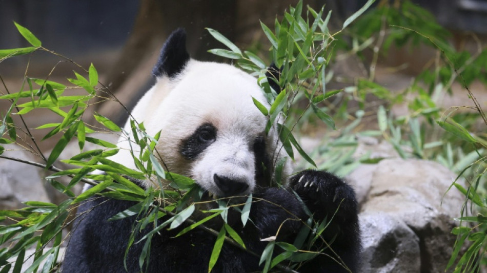 A Tokyo, des admirateurs font leurs adieux aux deux uniques pandas repartant en Chine