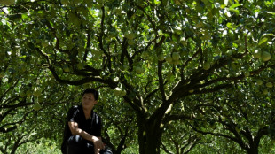 Ta&iuml;wan: les producteurs de fruits et de poissons mis sous pression par les sanctions de P&eacute;kin