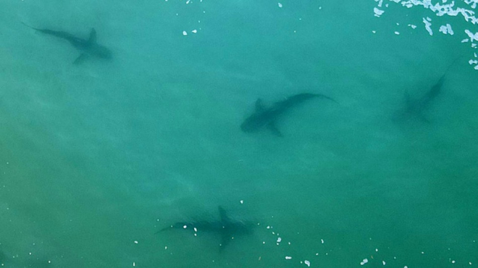 Dos tercios de los tiburones y rayas en arrecifes podr&iacute;an extinguirse