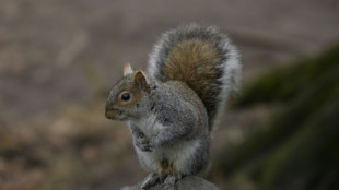 Eichh&ouml;rnchen l&ouml;st Stromschlag aus - Bahnstrecke in Hannover gesperrt