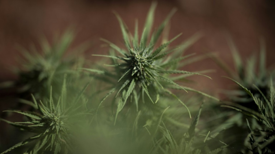 "Welt": Cannabis-Gesetz sorgt f&uuml;r starken R&uuml;ckgang bei erfassten Drogendelikten