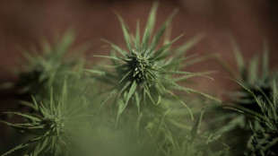 Zw&ouml;lf Cannabisplantagen bei Gro&szlig;razzia in mehreren Bundesl&auml;ndern entdeckt