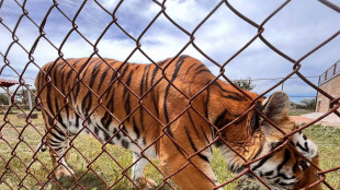 Viveva con 7 tigri in casa, arrestato un uomo del Nevada