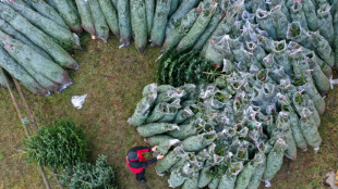 Vor Hamburger Kita aufgestellter Weihnachtsbaum: Schuldspruch auch in zweiter Instanz