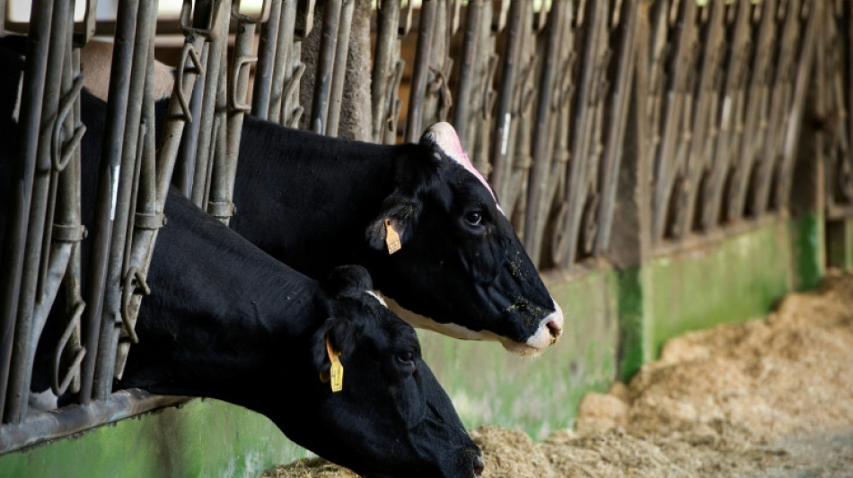 Detectan casos de dermatosis nodular en una explotaci&oacute;n ganadera del noreste de Espa&ntilde;a