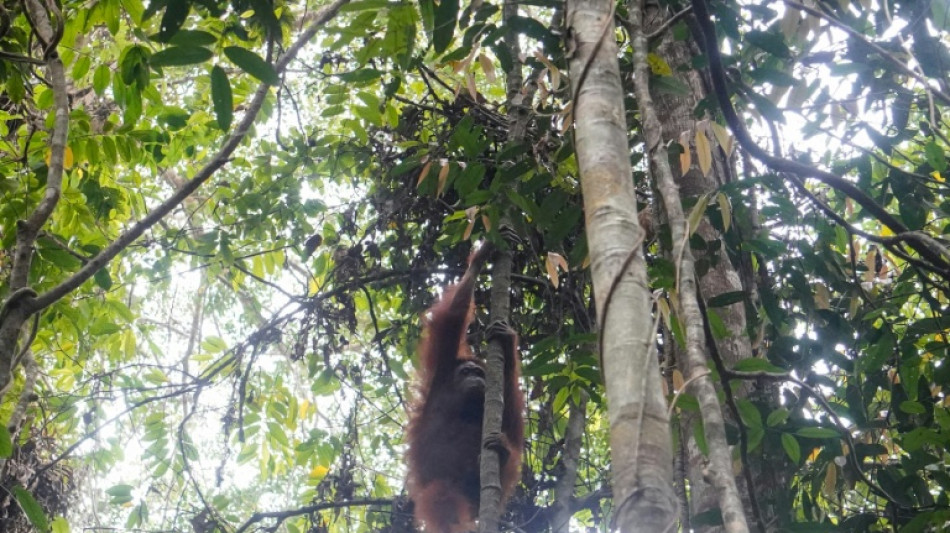 Indon&eacute;sie : neuf orangs-outans sauv&eacute;s des incendies trouvent un nouveau foyer