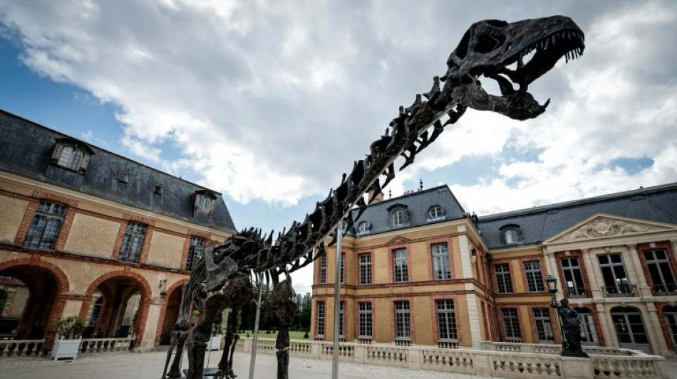 Le plus grand dinosaure jamais mis aux ench&egrave;res expos&eacute; dans un ch&acirc;teau des Yvelines