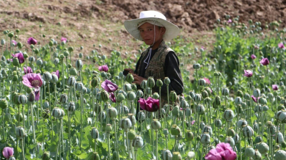 El cultivo de amapola repunta en Afganist&aacute;n pese a que los talibanes lo prohibieron