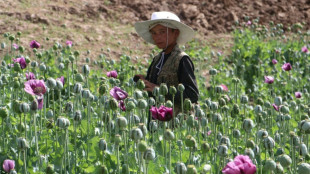 El cultivo de amapola repunta en Afganist&aacute;n pese a que los talibanes lo prohibieron