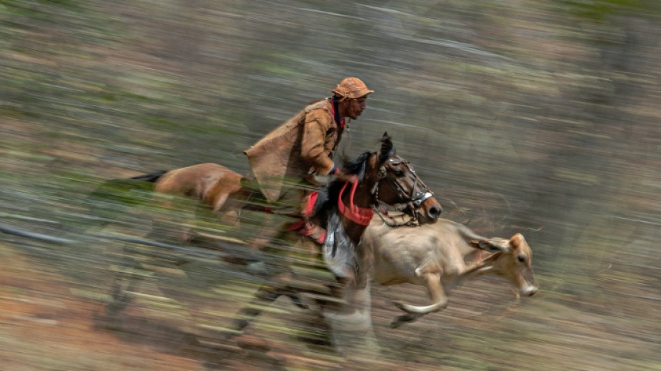 Br&eacute;sil: dans la r&eacute;gion natale de Lula, les cow-boys &agrave; fond &agrave; gauche