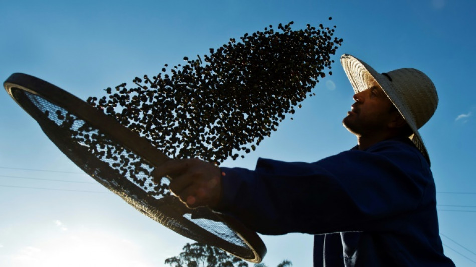 Caf&eacute; ar&aacute;bica registra pre&ccedil;o recorde devido &agrave; seca no Brasil