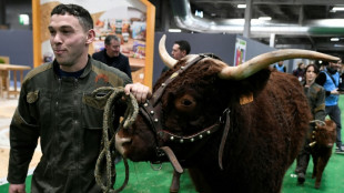 Vaches, porcs et moutons s'installent "&agrave; la capitale" &agrave; la veille du Salon de l'Agriculture