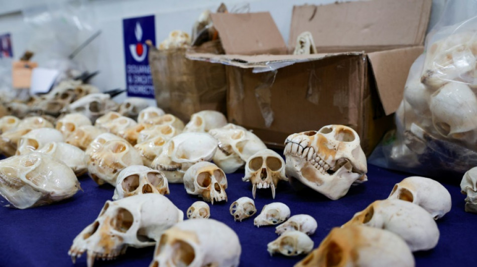 Esp&egrave;ces prot&eacute;g&eacute;es: la douane alerte sur le trafic de grande ampleur de cr&acirc;nes de primates d'Afrique