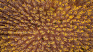 Scoperti microrganismi spazzini a 20 metri di profondità