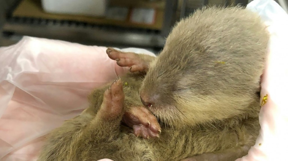 Loutre &agrave; bord: des animaux en contrebande s&egrave;ment la pagaille dans un vol Bangkok-Taipei