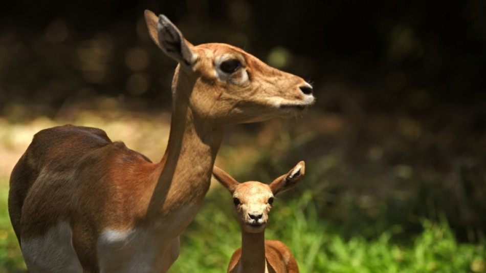 Antilopen brechen in Baden-W&uuml;rttemberg aus Zirkus aus