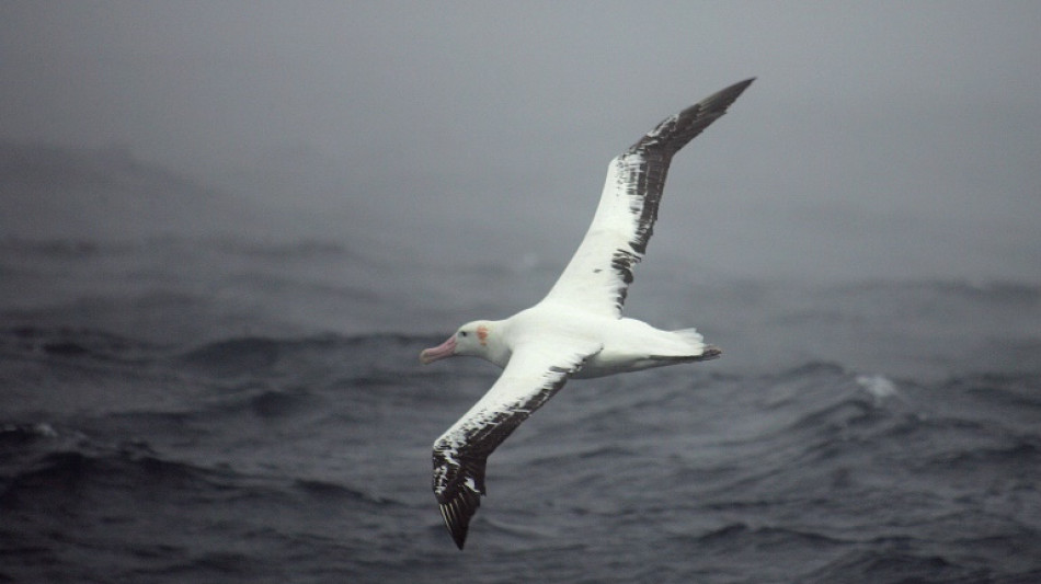 Les albatros "timides" pr&eacute;f&egrave;rent divorcer plut&ocirc;t que se battre pour sauver leur couple